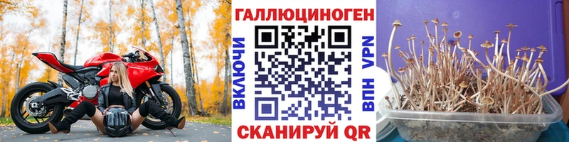 Галлюциногенные грибы GOLDEN TEACHER Удачный